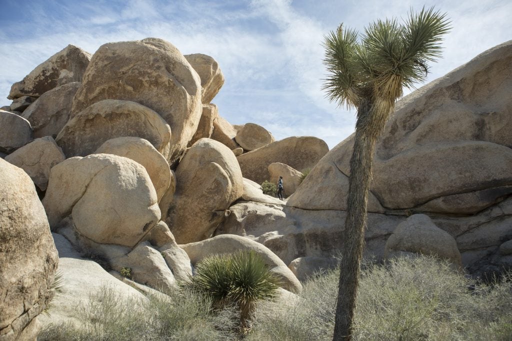 Joshua Tree 1