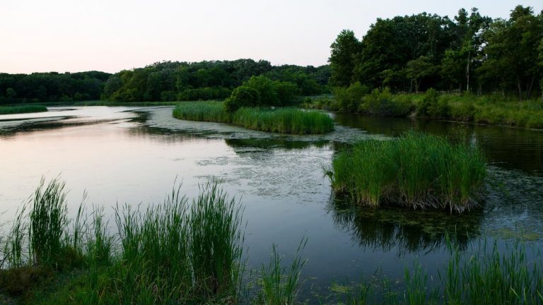 Watch: Exploring Chicago’s Forest Preserve Ecosystems