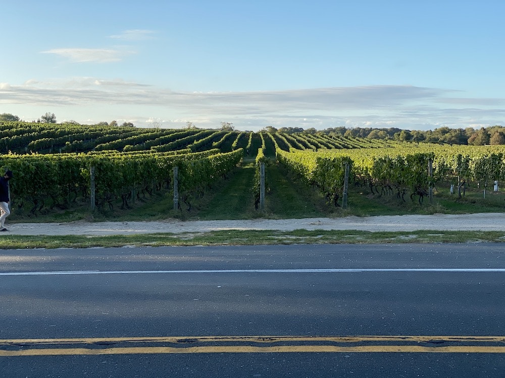 Rows of Long Island Vineyards next to the road