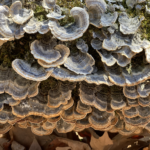 Outdoor mushrooms