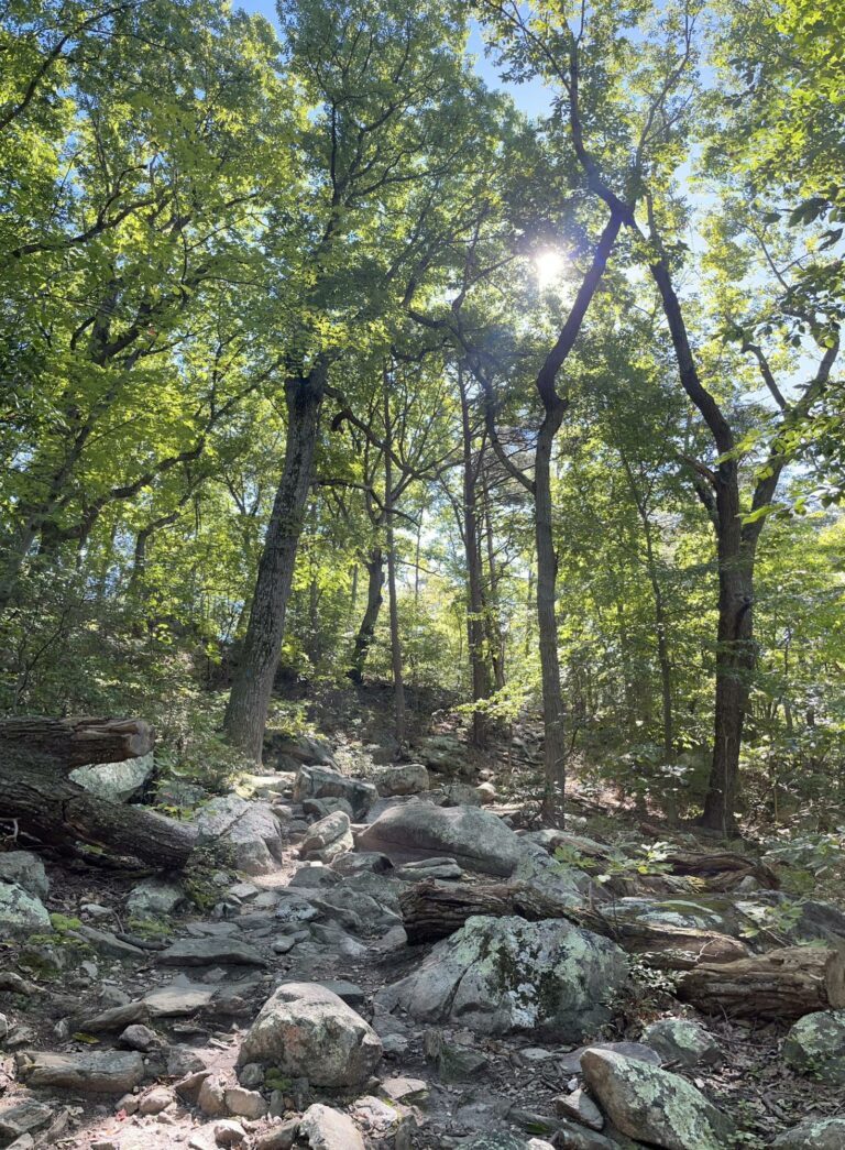 Forests at Sugarloaf Mountain